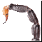 scorpio_tail.gif